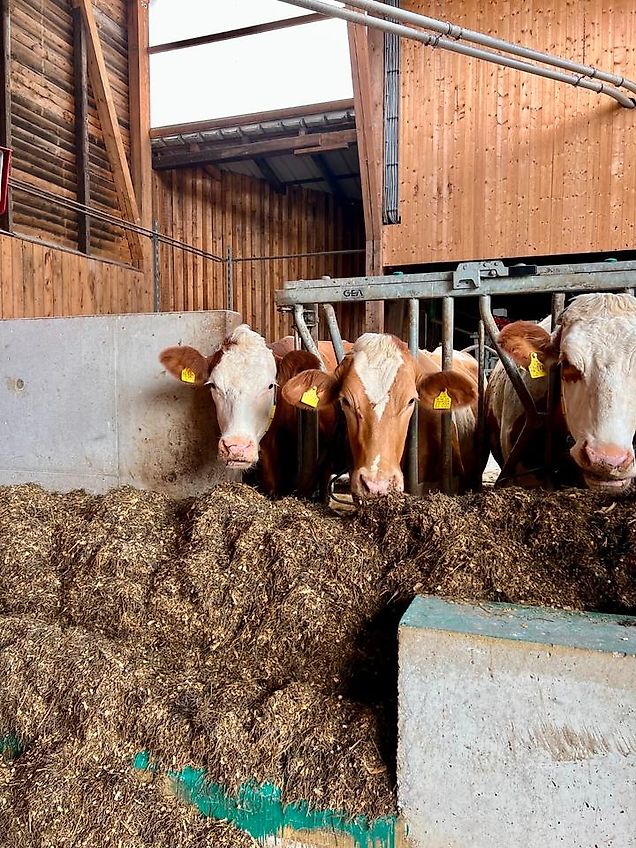 Feedstar Futterband für den Stall *Diverse Längen* - NEU